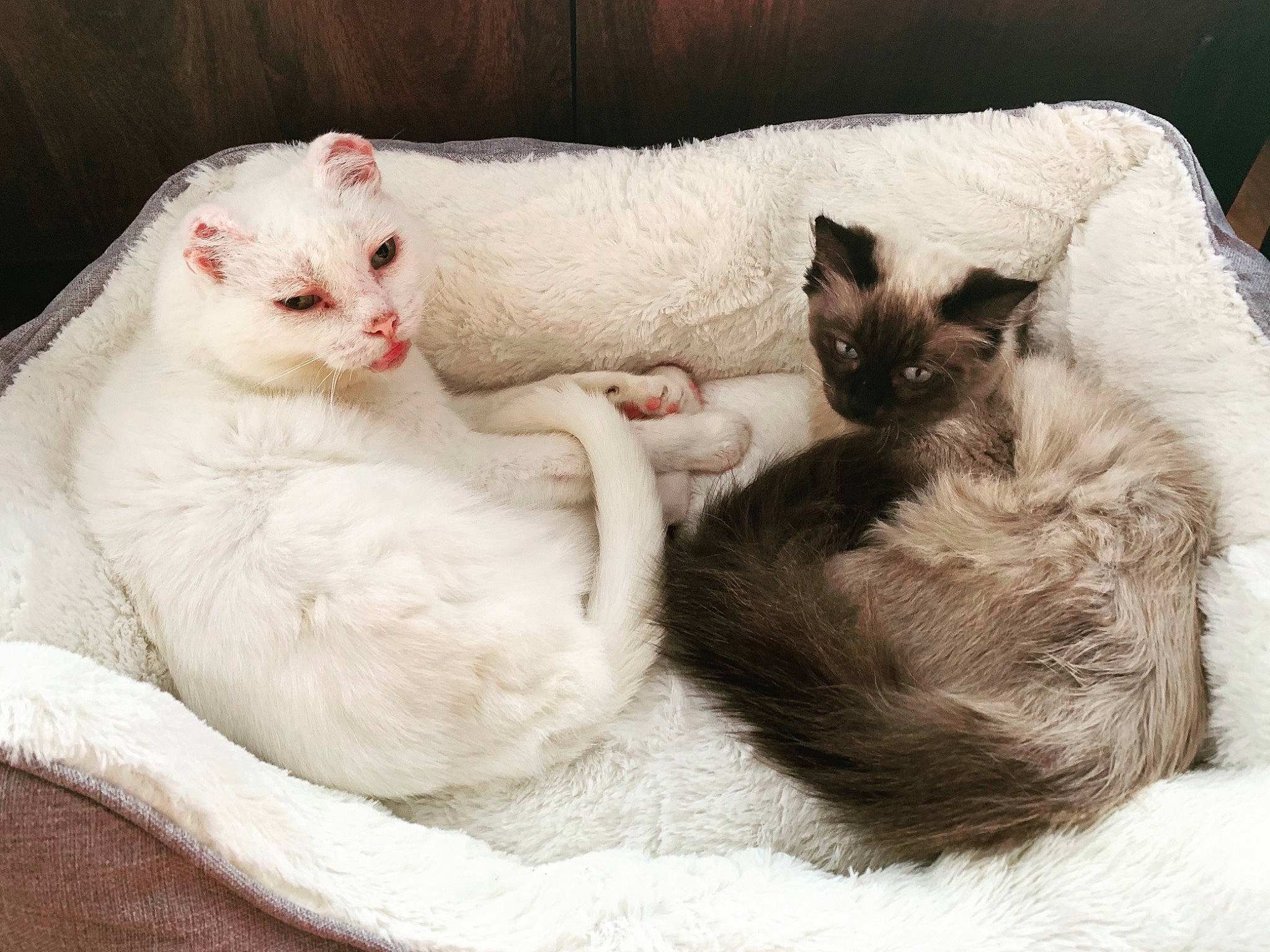 Lennon is registered to the contest to win money with this photo: burmilla, carnivore, cat, colorpoint_shorthair, cornish_rex, ear, eye, felidae, fur, javanese, khao_manee, kitten, mammal, ragdoll, skin, small_to_medium_sized_cats, turkish_angora, turkish_van, vertebrate, whiskers