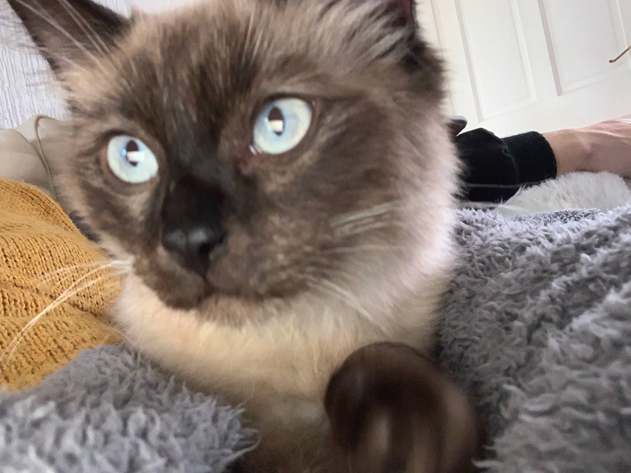 Lennon is registered to the contest to win money with this photo: balinese, birman, burmese, carnivore, cat, domestic_long_haired_cat, eye, felidae, himalayan, kitten, mammal, nebelung, ragdoll, siamese, small_to_medium_sized_cats, snout, thai, tonkinese, vertebrate, whiskers