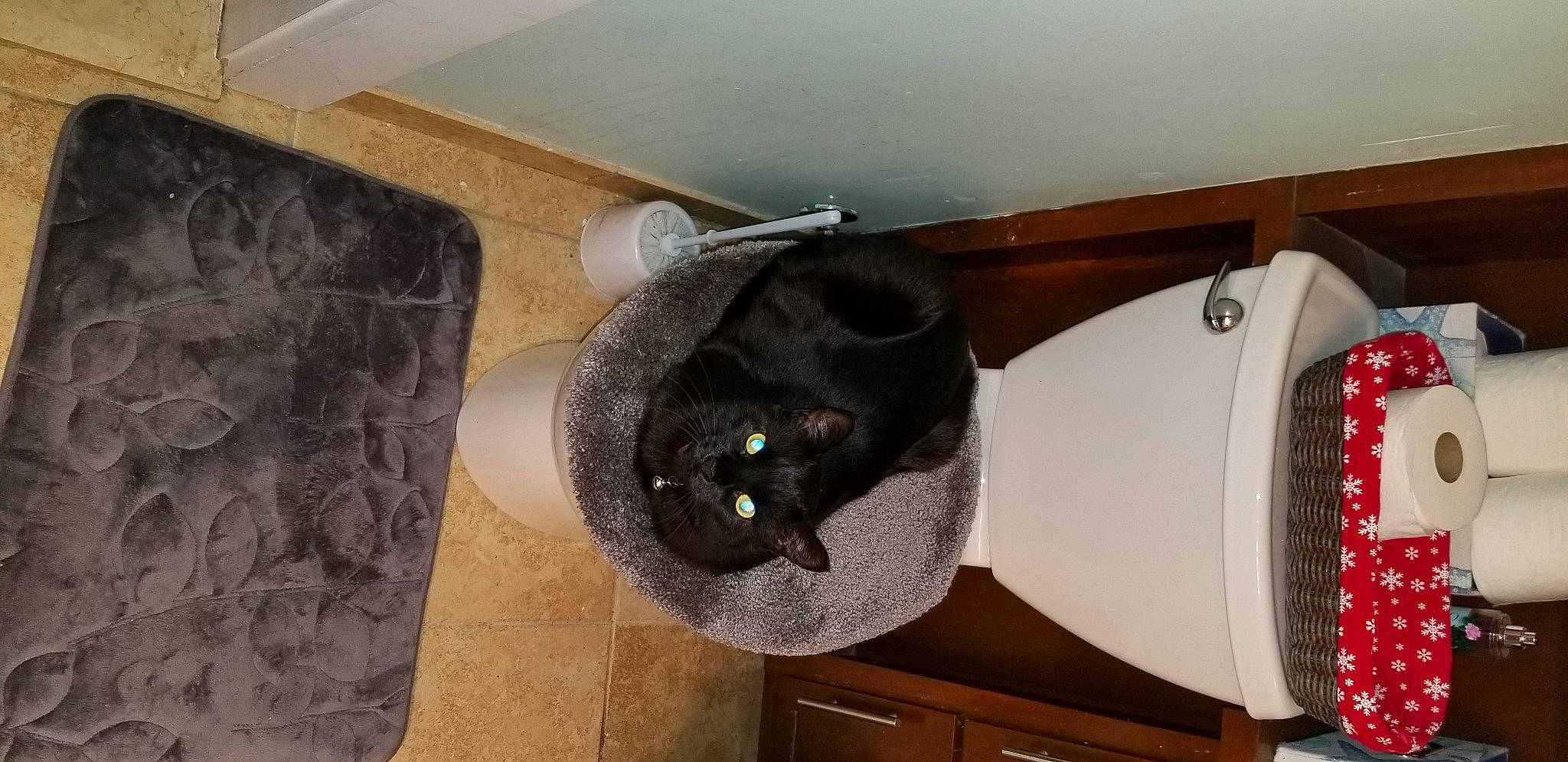 Kayla joined the competition — help win amazing prizes! cabinetry, carnivore, cat, cat_supply, domestic_short_haired_cat, drawer, felidae, floor, flooring, hardwood, pet_supply, plumbing_fixture, room, shelf, small_to_medium_sized_cats, table, tail, whiskers, wood, wood_stain