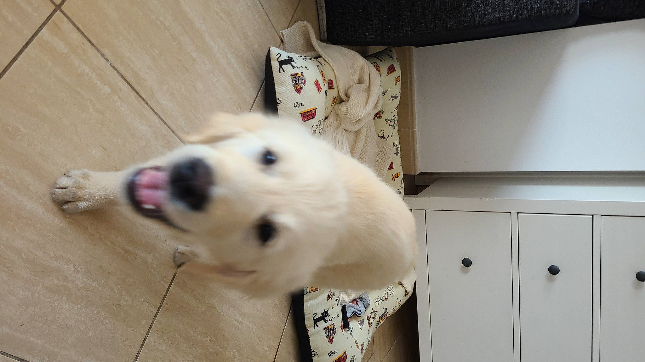 Benji a rejoint le concours — aidez-le/la à gagner de superbes lots ! cabinetry, canidae, carnivore, collar, companion_dog, cupboard, dog, dog_breed, dog_supply, drawer, fawn, flooring, fur, hardwood, pet_supply, snout, terrestrial_animal, whiskers, wood, working_animal