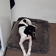 Jerry a rejoint le concours — aidez-le/la à gagner de superbes lots ! animal, black_and_white, carpet, curious, dog, domestic, floor, front_legs, home, indoor, laying, pet_bed, quiet, relaxed, resting, room, sandals, shoes, simple, spotted