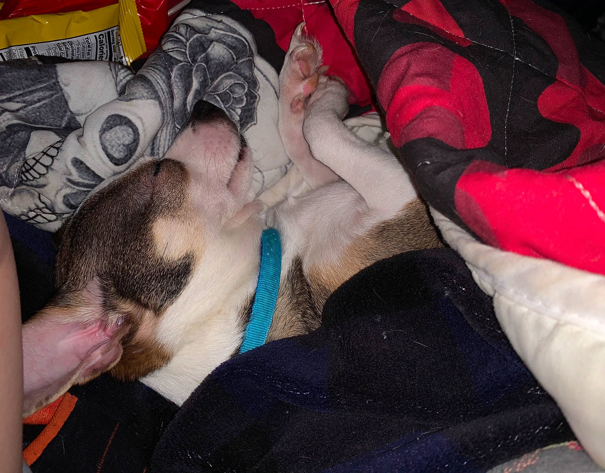Jelly Bean joined the competition — help win amazing prizes! boston_terrier, canidae, carnivore, cat, dog, dog_breed, nap, non_sporting_group, paw, puppy, sleep, snout, whiskers
