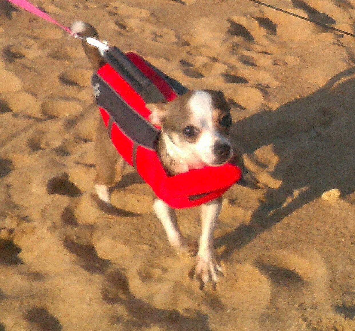 Jelly Bean joined the competition — help win amazing prizes! american_staffordshire_terrier, canidae, carnivore, dog, dog_breed, fawn, feist, leash, lurcher, mammal, puppy