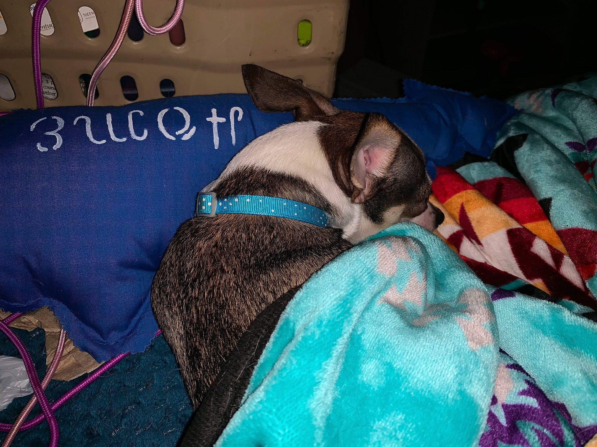 Jelly Bean is registered to the contest to win money with this photo: bedtime, blanket, boston_terrier, canidae, carnivore, cat, companion_dog, cornish_rex, dog, dog_breed, fawn, felidae, linens, nap, non_sporting_group, sleep, small_to_medium_sized_cats, sphynx, tail, whiskers