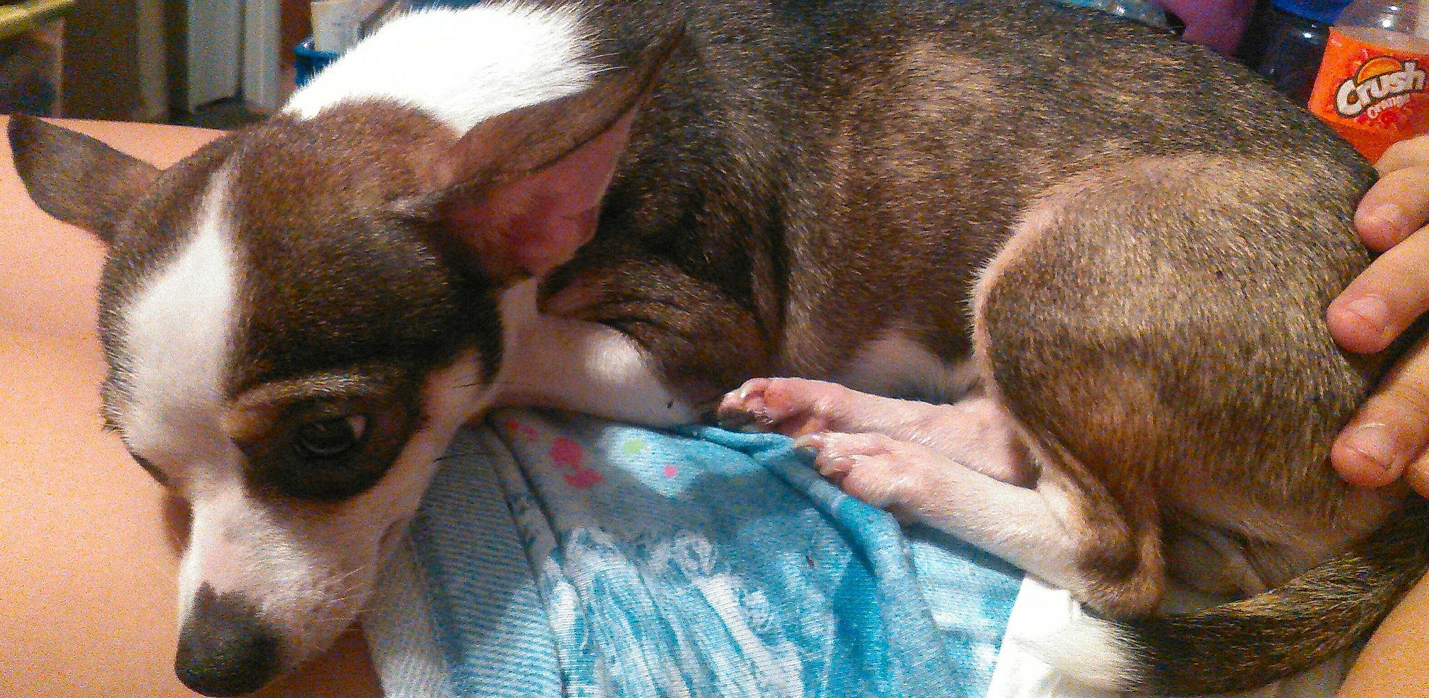 Jelly Bean joined the competition — help win amazing prizes! canidae, carnivore, chihuahua, companion_dog, corgi_chihuahua, dog, dog_breed, ear, fawn, mammal, miniature_fox_terrier, puppy, puppy_love, rat_terrier, snout, teddy_roosevelt_terrier, toy_fox_terrier, vertebrate