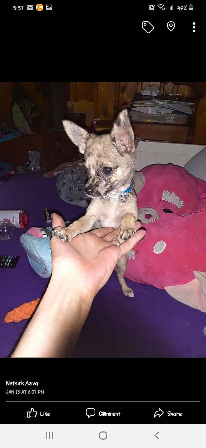 Littlefoot is registered to the contest to win money with this photo: canidae, carnivore, comfort, companion_dog, dog, dog_breed, dog_supply, ear, fawn, fur, hand, nail, paw, pink, snout, sporting_group, tail, toy_dog, working_animal, wrist