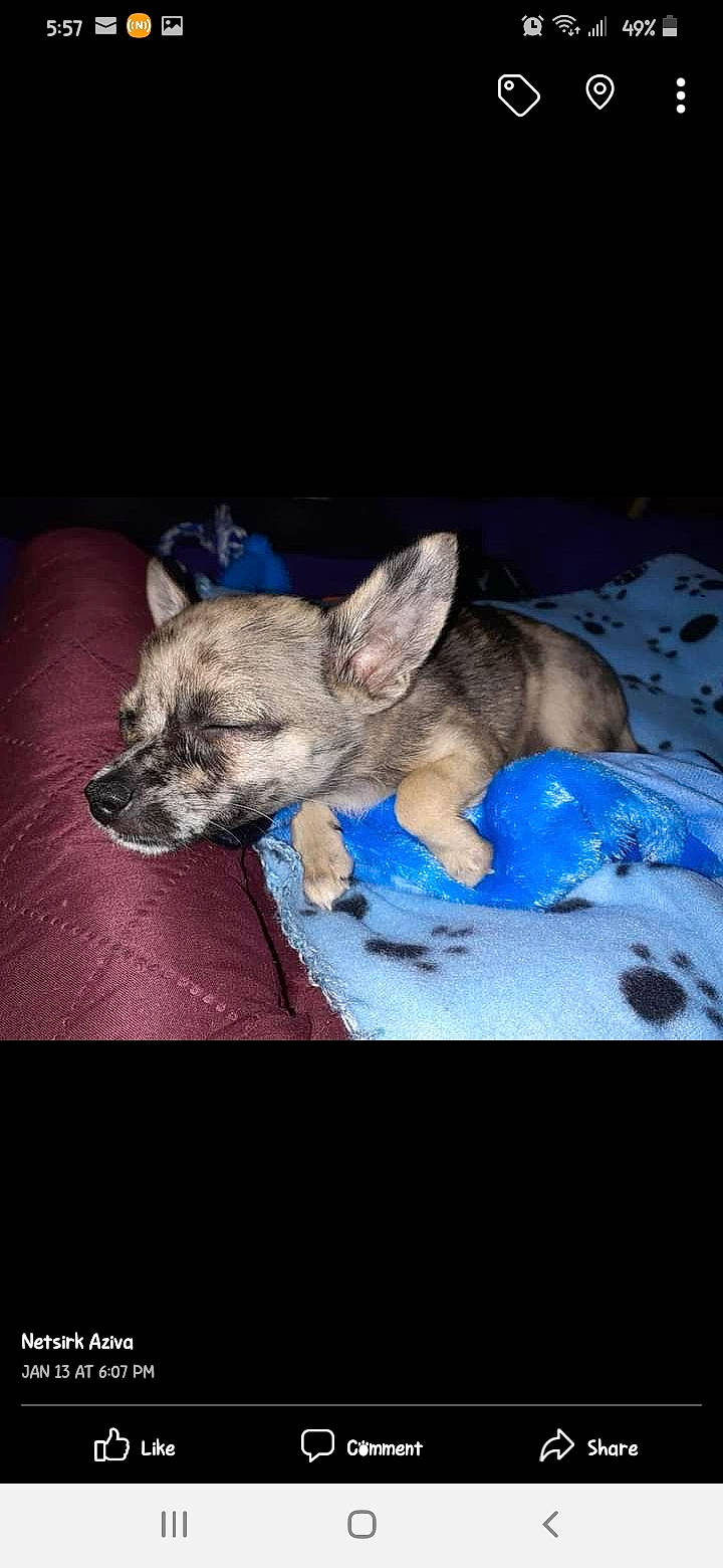 Littlefoot is registered to the contest to win money with this photo: canidae, carnivore, companion_dog, corgi_chihuahua, dog, dog_breed, dog_supply, electric_blue, fawn, fur, non_sporting_group, paw, pet_supply, puppy, snout, sporting_group, terrestrial_animal, toy_dog