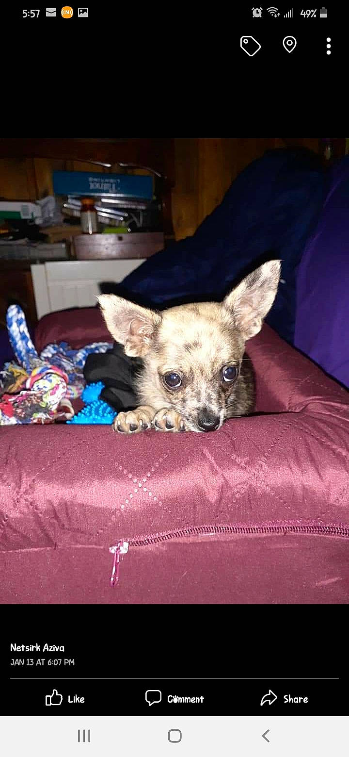 Littlefoot is registered to the contest to win money with this photo: box, canidae, carnivore, comfort, companion_dog, dog, dog_breed, dog_supply, fawn, felidae, fur, linens, non_sporting_group, paw, room, sporting_group, terrestrial_animal, toy_dog, whiskers, working_animal