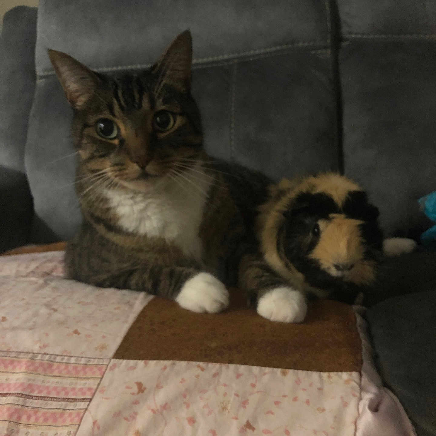 Chubbers is registered to the contest to win money with this photo: animal, companion, couch, cozy, cute, domestic, feline, friendship, fur, furry, guinea_pig, indoor, patchwork, paws, pet, quilt, resting, rodent, small_animal, tabby_cat