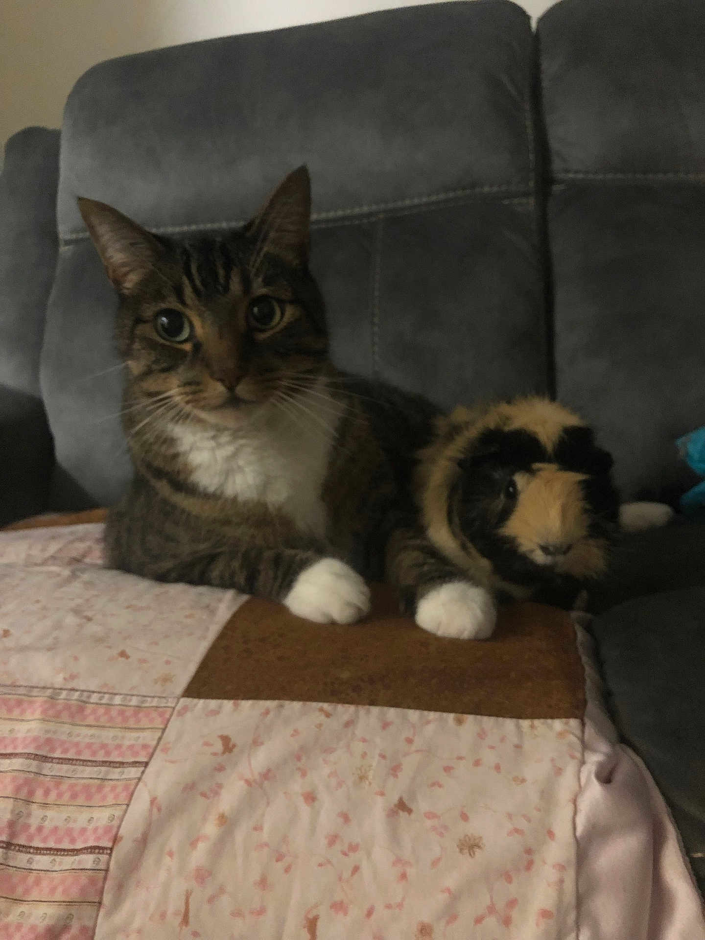Chubbers is registered to the contest to win money with this photo: tabby_cat, guinea_pig, pet, animal, couch, quilt, patchwork, indoor, furry, companion, resting, cozy, domestic, cute, small_animal, friendship, feline, rodent, paws, fur