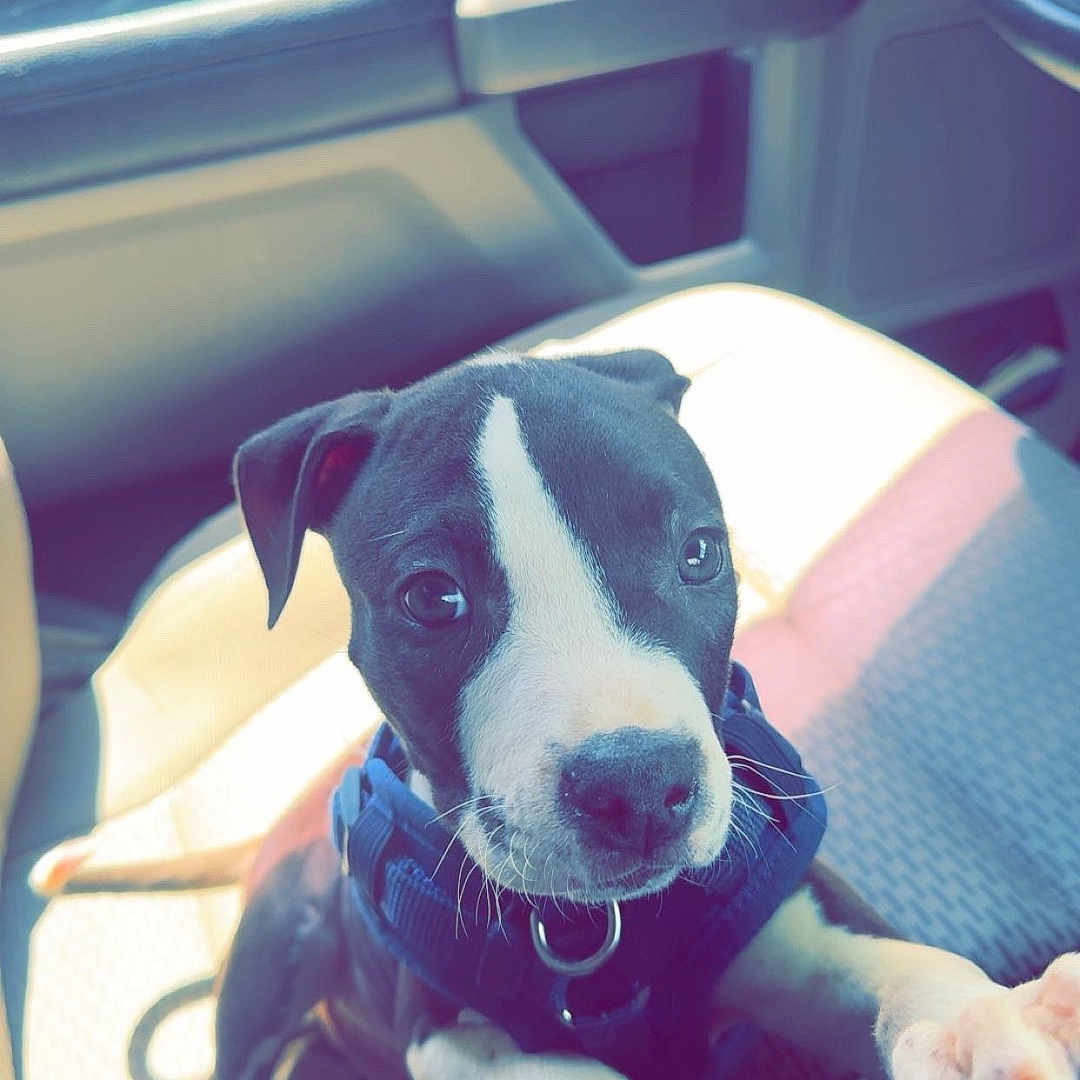 Bowin is registered to the contest to win money with this photo: animal, black_and_white, canine, car_interior, center_console, close_up, companion, curious, cute, dog, domestic_animal, indoor, leash, paw, pet, puppy, seat, sunlight, vehicle, young_dog