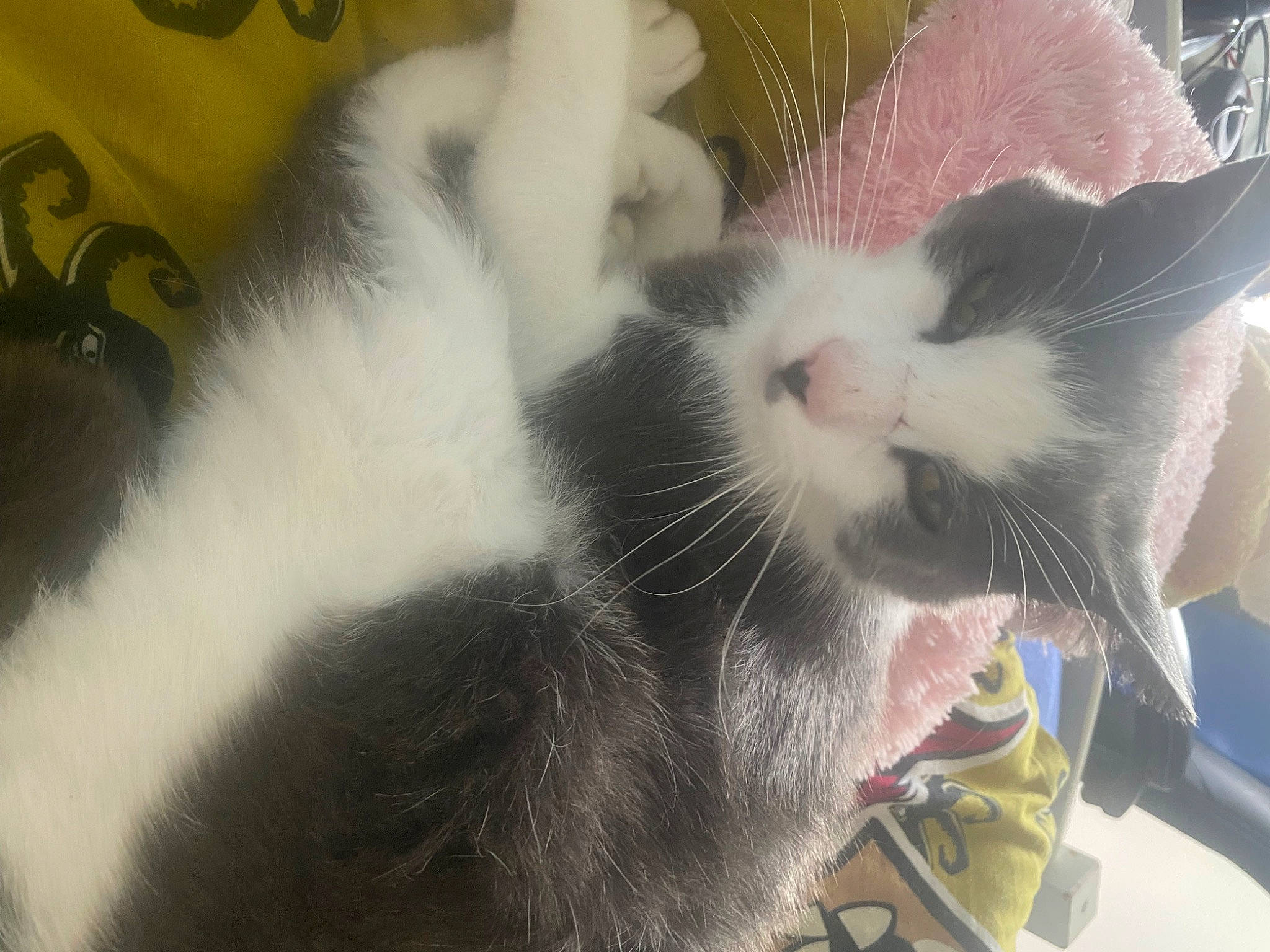 Berlioz a rejoint le concours — aidez-le/la à gagner de superbes lots ! animal_shelter, carnivore, cat, claw, collar, comfort, domestic_short_haired_cat, ear, fang, felidae, fur, nap, paw, small_to_medium_sized_cats, snout, tail, whiskers