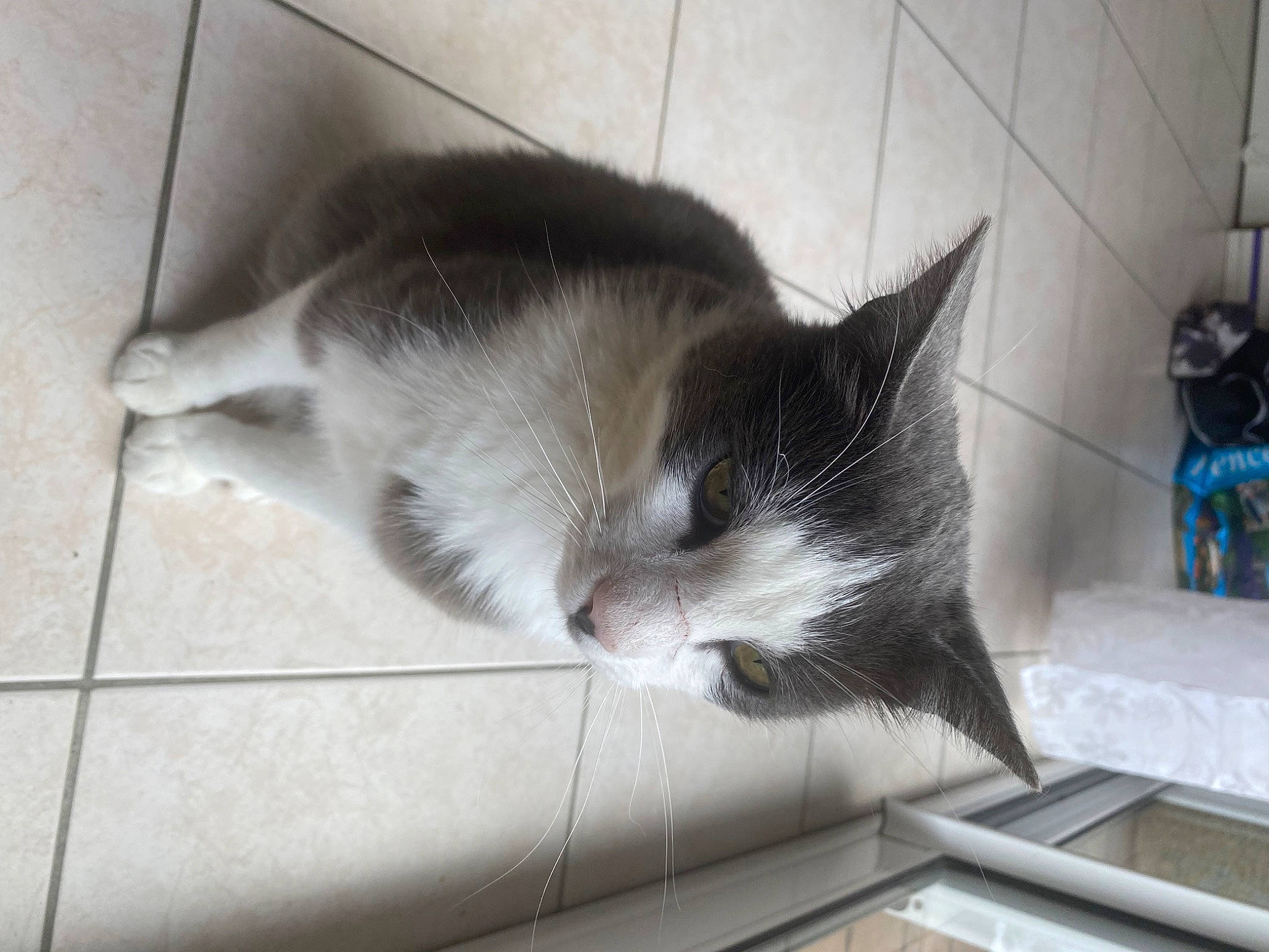 Berlioz participe au concours pour gagner de l'argent avec cette photo : carnivore, cat, comfort, domestic_short_haired_cat, felidae, floor, flooring, fur, paw, small_to_medium_sized_cats, snout, tail, whiskers