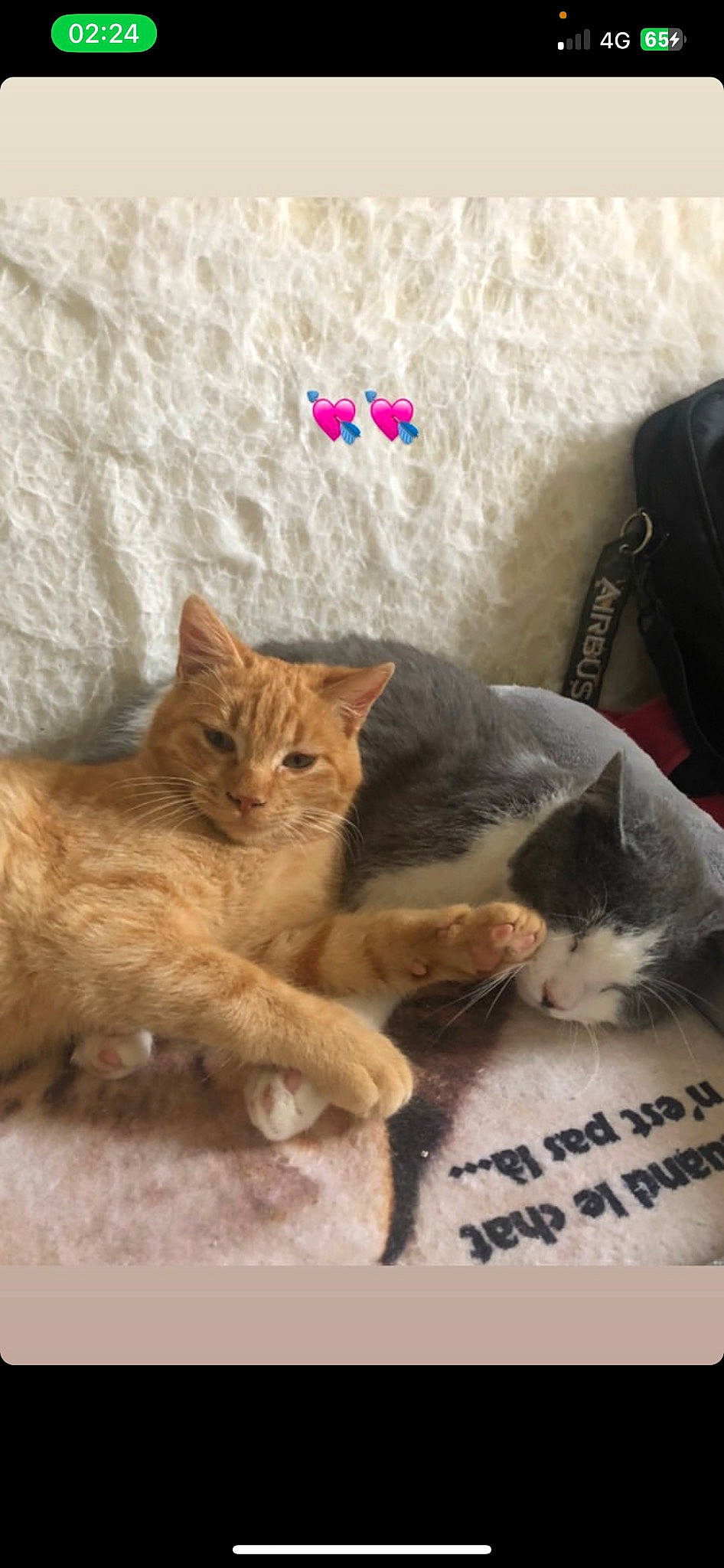 Toulouse a rejoint le concours — aidez-le/la à gagner de superbes lots ! carnivore, cat, claw, comfort, domestic_short_haired_cat, fawn, felidae, fur, nap, paw, sand, small_to_medium_sized_cats, snout, tail, whiskers, wood