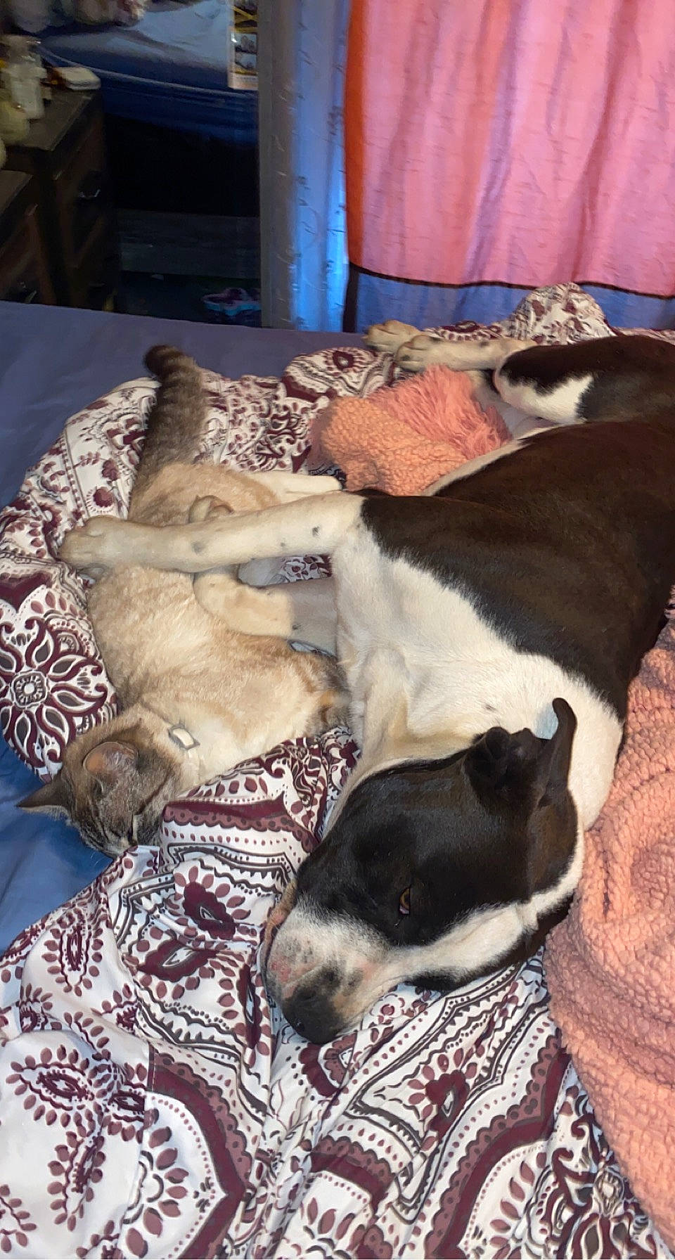 Amethyst is registered to the contest to win money with this photo: canidae, carnivore, comfort, companion_dog, couch, dog, dog_breed, fawn, fur, linens, nap, non_sporting_group, puppy, puppy_love, sleep, snout, sporting_group, toy_dog, whiskers, working_animal