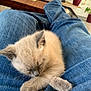 kitten, cat, sleeping, jeans, lap, indoor, cozy, furry, pet, cute, relaxing, animal, soft, paws, young, domestic_cat, resting, blurred_background, casual, comfort