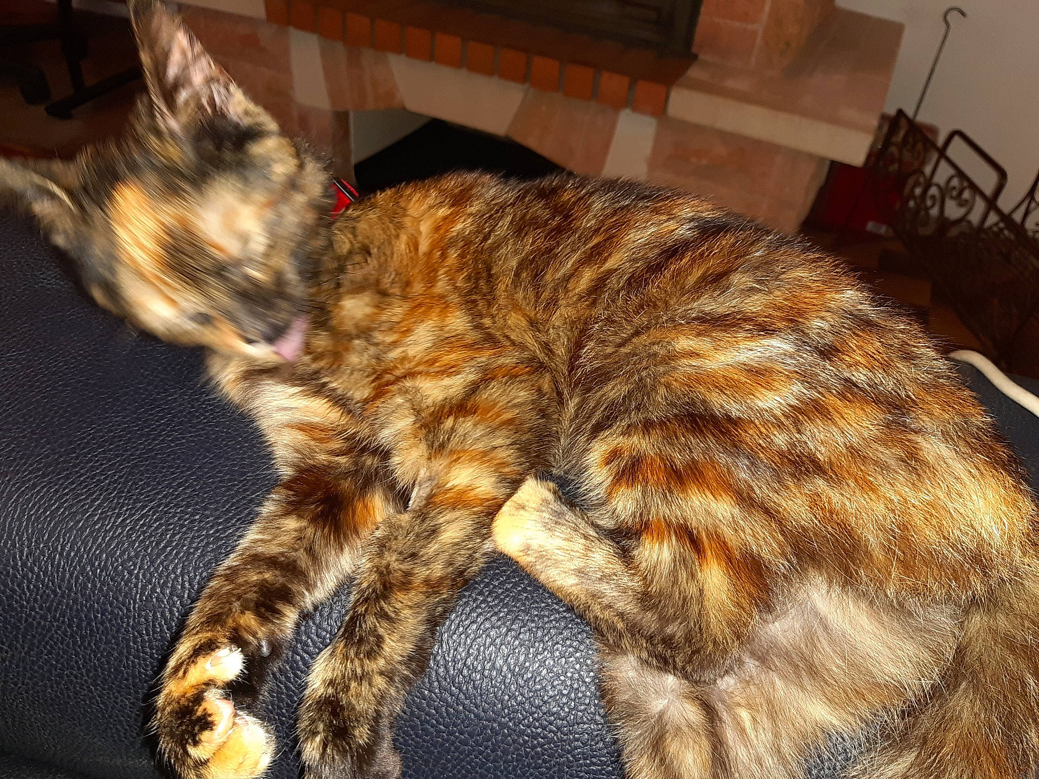 Lucie a rejoint le concours — aidez-le/la à gagner de superbes lots ! canidae, carnivore, cat, chair, claw, comfort, domestic_short_haired_cat, fawn, felidae, flooring, fur, nap, paw, small_to_medium_sized_cats, snout, sporting_group, tail, terrestrial_animal, whiskers, wood