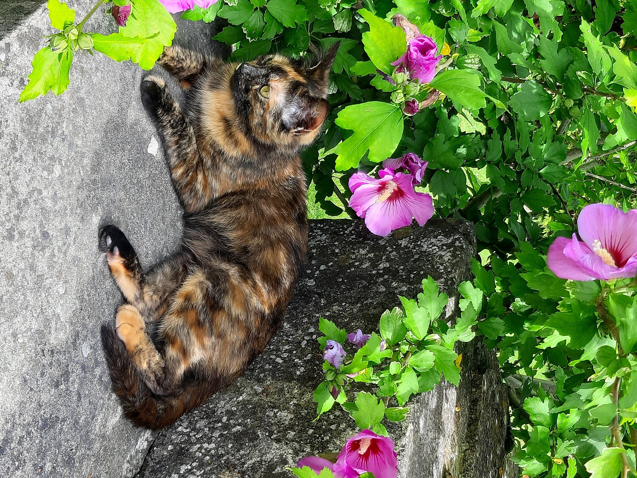 Lucie participe au concours pour gagner de l'argent avec cette photo : annual_plant, botany, carnivore, cat, dog_breed, fawn, felidae, flower, grass, groundcover, herbaceous_plant, petal, plant, shrub, small_to_medium_sized_cats, snout, sporting_group, tail, terrestrial_plant, whiskers