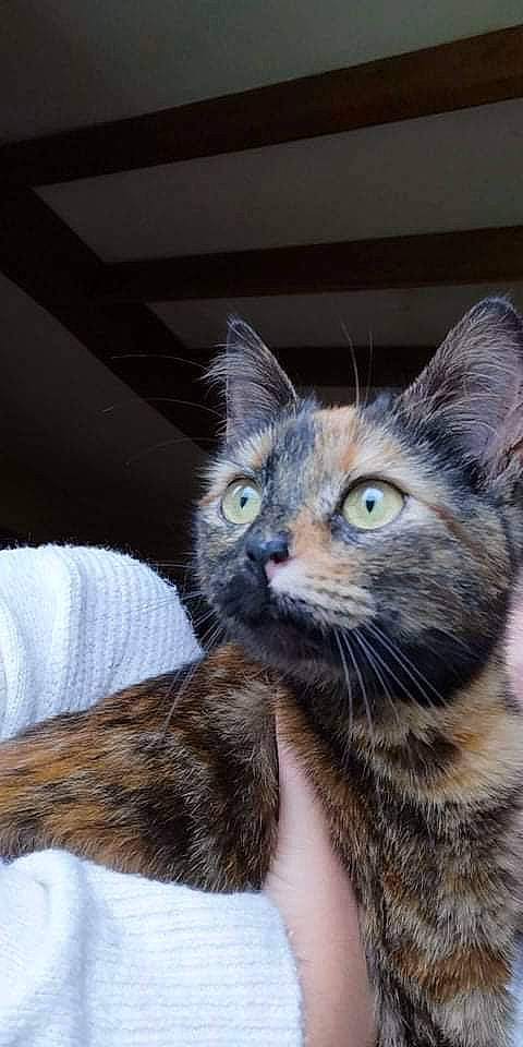 Lucie a rejoint le concours — aidez-le/la à gagner de superbes lots ! carnivore, cat, cat_supply, claw, comfort, domestic_short_haired_cat, ear, fawn, felidae, fur, paw, small_to_medium_sized_cats, snout, tail, terrestrial_animal, whiskers, window