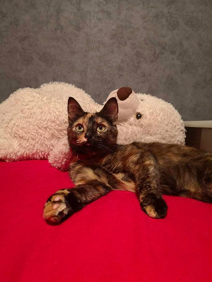 Lucie participe au concours pour gagner de l'argent avec cette photo : bed, black_cat, carnivore, cat, cat_bed, cat_supply, claw, comfort, domestic_short_haired_cat, fawn, felidae, fur, grey, mammal, nap, paw, small_to_medium_sized_cats, snout, tail, whiskers