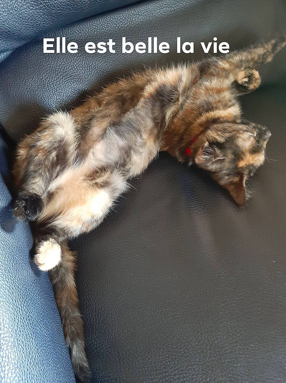 Lucie participe au concours pour gagner de l'argent avec cette photo : canidae, carnivore, cat, claw, comfort, companion_dog, dog_breed, domestic_short_haired_cat, felidae, fur, liver, paw, photo_caption, small_to_medium_sized_cats, snout, sporting_group, tail, terrestrial_animal, whiskers, wildlife