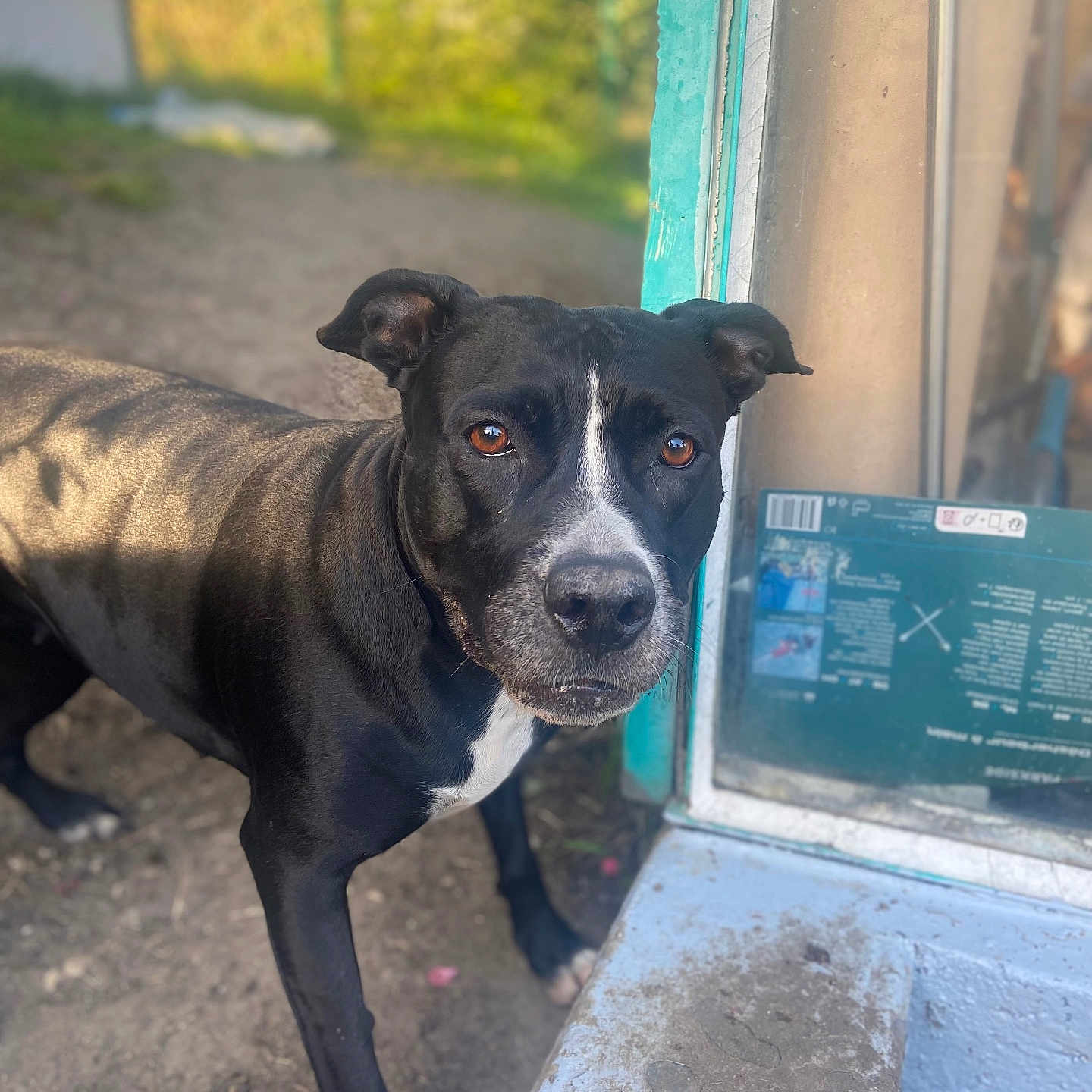 Chanel participe au concours pour gagner de l'argent avec cette photo : animal, architecture, boxer, building, bulldog, canine, dog, face, greatdane, head, outdoors, person, pet, photography, pitbull, pointer, portrait, puppy, shelter, window