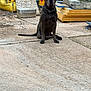 Striker joined the competition — help win amazing prizes! dog, sitting, construction_site, concrete, yellow_bag, stone, metal, outdoor, fence, chain_collar, work_area, grass, equipment, gray_dog, large_dog, guard_dog, no_people, daylight, serious_expression, ground