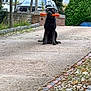 Striker is registered to the contest to win money with this photo: dog, black_dog, toy, chew_toy, outdoor, driveway, pavement, car, brick_wall, greenery, hedge, plant, sidewalk, pet, animal, sitting, daytime, calm, leisure, canine