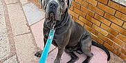 Striker joined the competition — help win amazing prizes! dog, leash, sidewalk, brick_wall, grass, outdoor, pet, canine, sitting, pavement, collar, chain, animal, street, urban, daylight, muzzle, ears, tail, fur