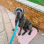 dog, leash, sidewalk, brick_wall, grass, outdoor, pet, canine, sitting, pavement, collar, chain, animal, street, urban, daylight, muzzle, ears, tail, fur