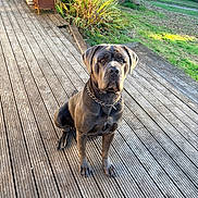 Striker is registered to the contest to win money with this photo: dog, large_dog, gray_coat, chain_collar, wooden_deck, outdoor, greenery, sunlight, garden, tree, grass, pet, canine, sitting, looking_at_camera, daytime, nature, yard, obedient, portrait