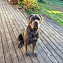 dog, large_dog, gray_coat, chain_collar, wooden_deck, outdoor, greenery, sunlight, garden, tree, grass, pet, canine, sitting, looking_at_camera, daytime, nature, yard, obedient, portrait