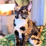 Callie joined the competition — help win amazing prizes! alert, animal, black_fur, blanket, calico_cat, cat, closeup, cozy, cute, ears, feline, indoor, orange_fur, pet, portrait, sitting, tricolor, whiskers, white_fur, yellow_eyes
