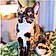 Callie