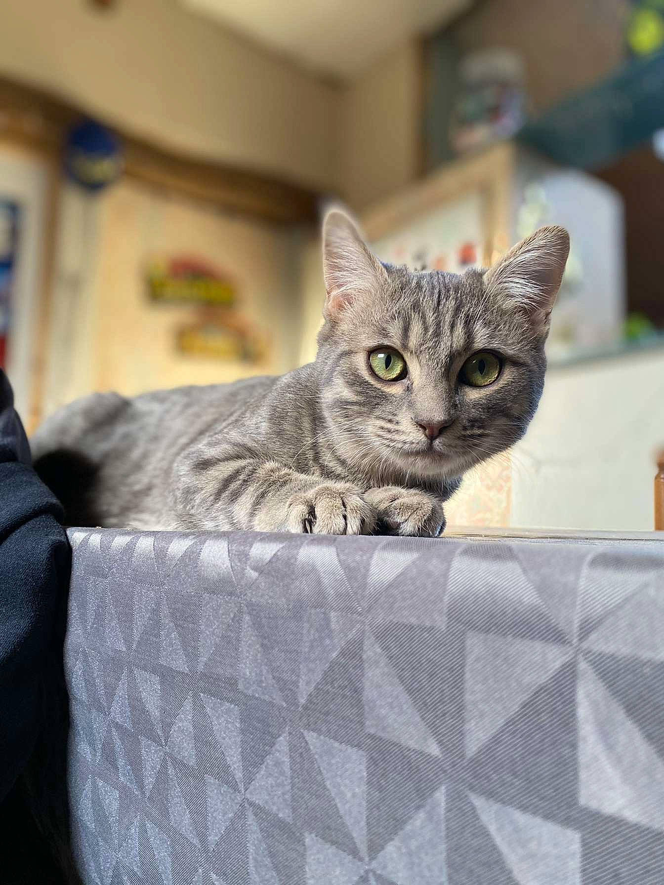 Roky participe au concours pour gagner de l'argent avec cette photo : carnivore, cat, cat_supply, comfort, domestic_short_haired_cat, felidae, fur, grey, linens, pattern, pet_supply, sitting, small_to_medium_sized_cats, whiskers