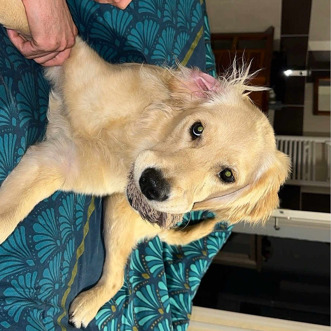 Urcy participe au concours pour gagner de l'argent avec cette photo : adult, animal, blanket, canine, chair, computerhardware, couch, dog, electronics, furniture, goldenretriever, hardware, indoors, male, man, monitor, person, pet, puppy, screen