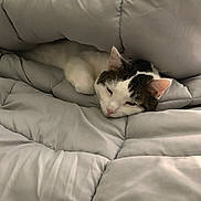 Spunky joined the competition — help win amazing prizes! cat, sleeping, blanket, comforter, cozy, indoor, pet, fur, whiskers, resting, cute, domestic, animal, gray, white, soft, relaxed, ears, face, bed