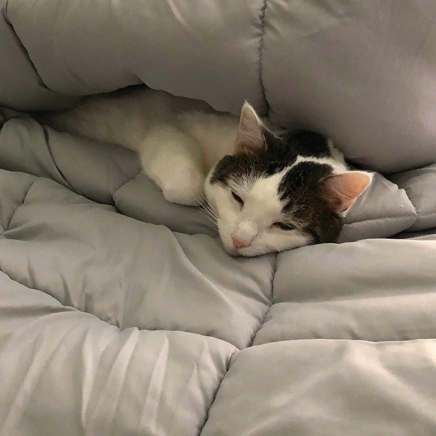 Spunky joined the competition — help win amazing prizes! animal, bed, blanket, cat, comforter, cozy, cute, domestic, ears, face, fur, gray, indoor, pet, relaxed, resting, sleeping, soft, whiskers, white