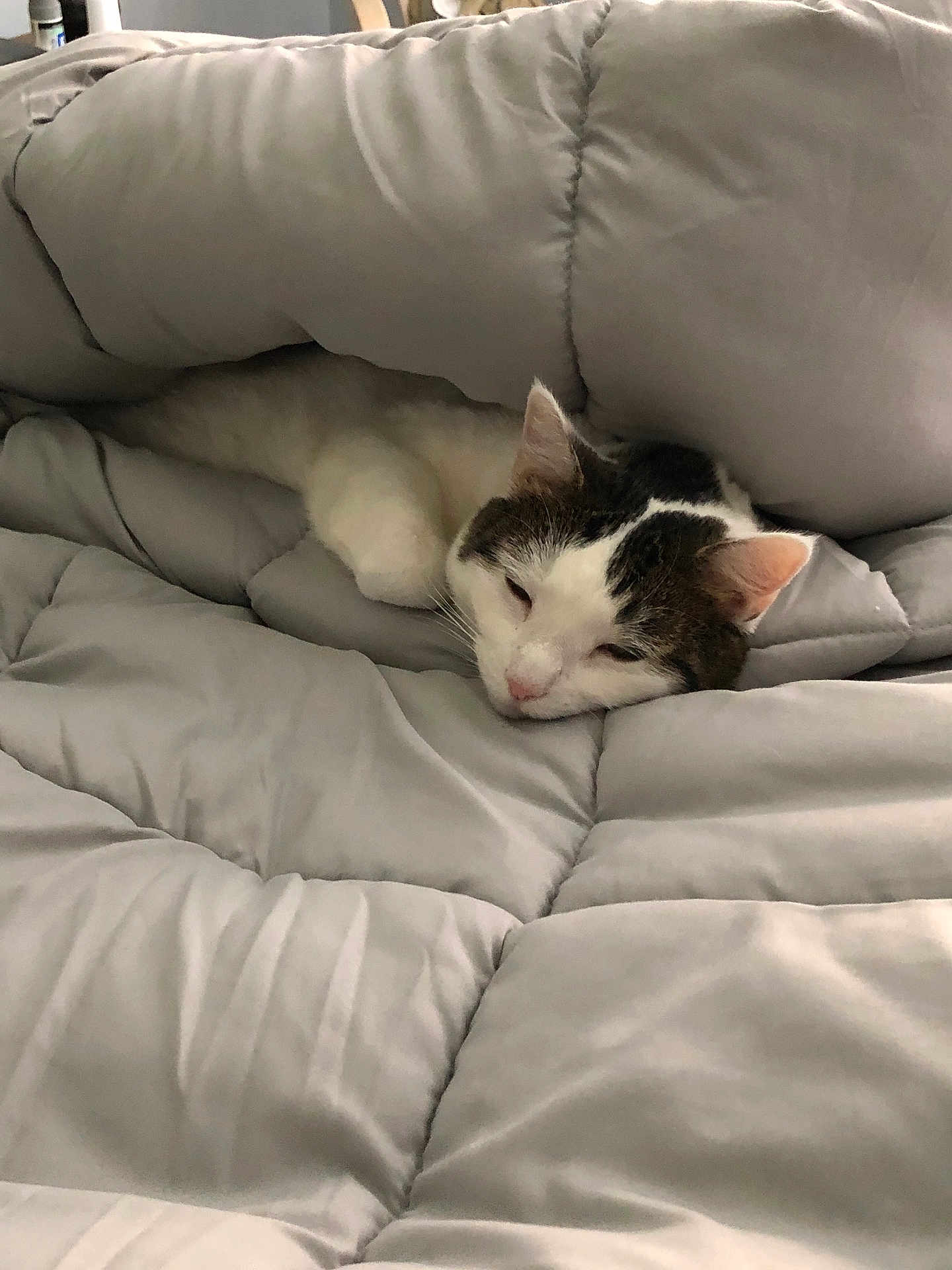 Spunky joined the competition — help win amazing prizes! cat, sleeping, blanket, comforter, cozy, indoor, pet, fur, whiskers, resting, cute, domestic, animal, gray, white, soft, relaxed, ears, face, bed