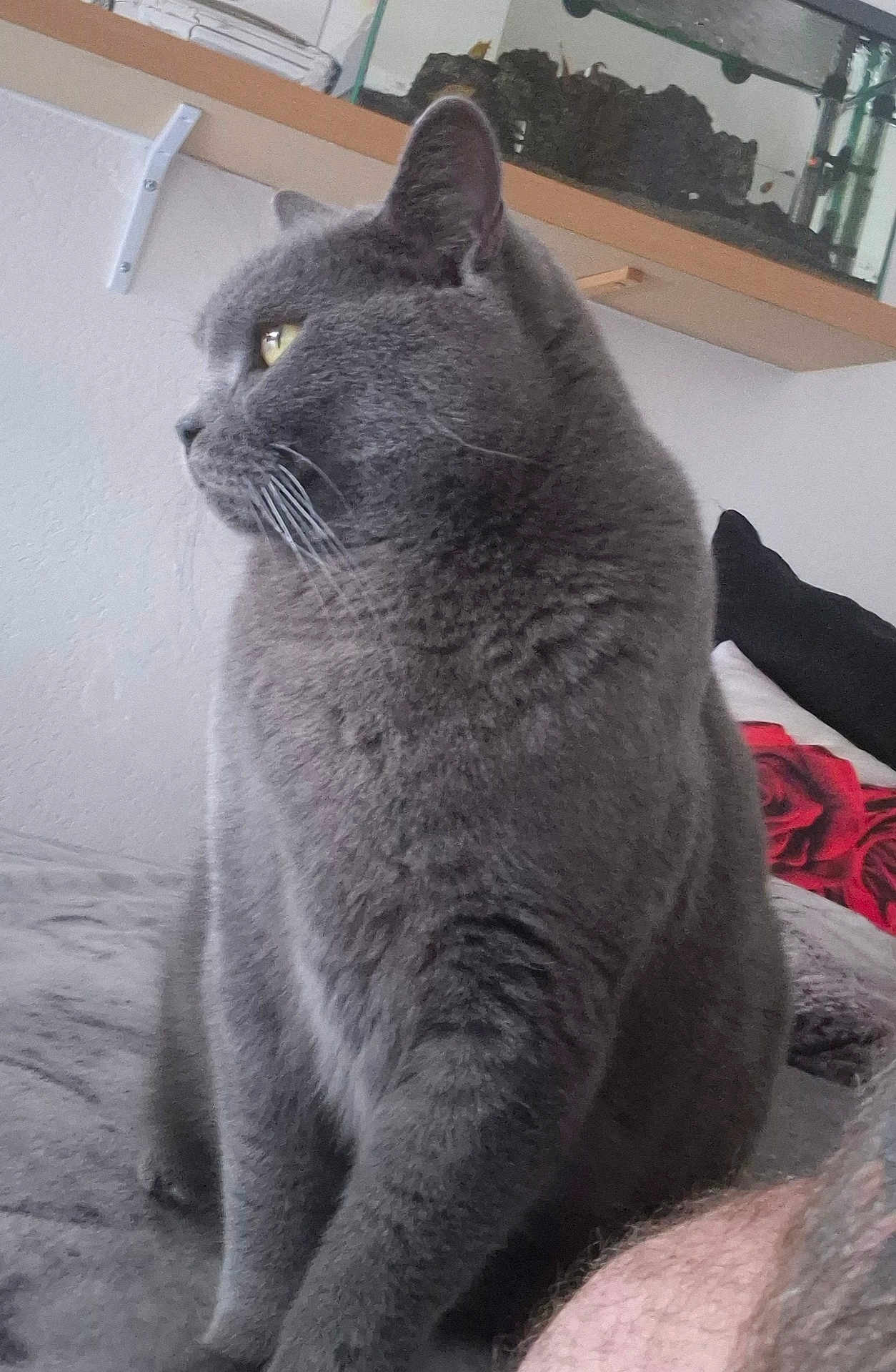 Sheba participe au concours pour gagner de l'argent avec cette photo : cat, grey_cat, pet, feline, whiskers, close_up, indoor, bed, cushion, shelf, fish_tank, portrait, fur, yellow_eyes, side_profile, curious, sitting, domestic, cozy, soft_texture