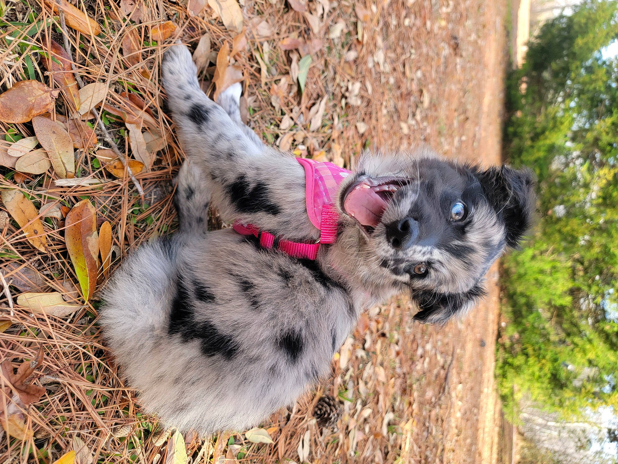 Kona joined the competition — help win amazing prizes! australian_cattle_dog, australian_stumpy_tail_cattle_dog, carnivore, companion_dog, dog, dog_breed, felidae, fur, grass, herding_dog, mammal, plant, small_to_medium_sized_cats, soil, tail, terrestrial_animal, texas_heeler, tree, whiskers, working_animal