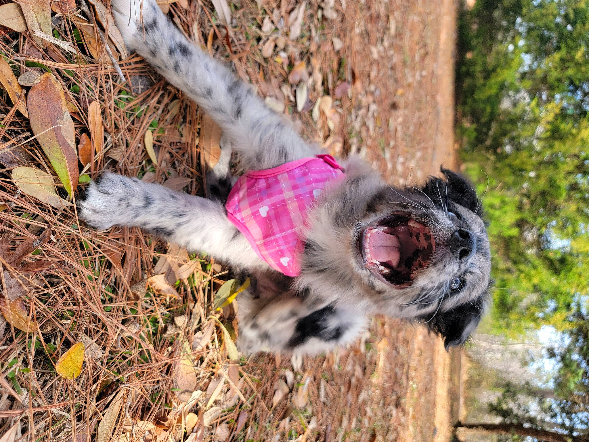 Kona joined the competition — help win amazing prizes! canidae, carnivore, collar, companion_dog, dog, dog_breed, dog_supply, fawn, fur, grass, leash, liver, pet_supply, snout, spaniel, sporting_group, tail, terrier, toy_dog, tree