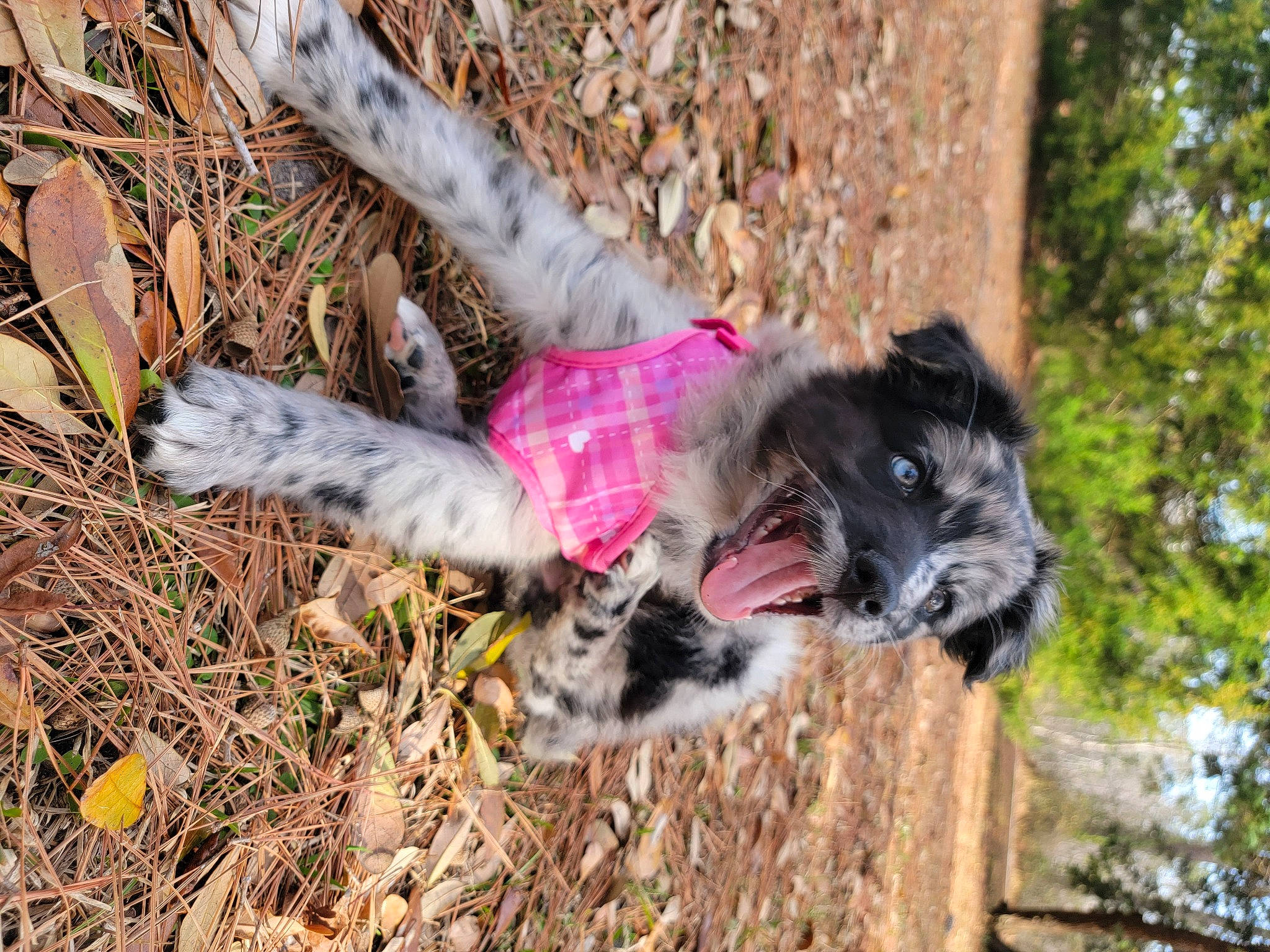 Kona joined the competition — help win amazing prizes! canidae, carnivore, collar, companion_dog, dog, dog_breed, dog_supply, fawn, felidae, fur, grass, liver, plant, snout, soil, sporting_group, tail, terrier, tree, working_animal