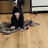 Minnie joined the competition — help win amazing prizes! puppy, dog, black_and_white, sitting, indoors, kitchen, wood_floor, blanket, tuxedo_pattern, white_chest, white_paws, floppy_ears, pet, animal, portrait, home, appliance, floor, cute, companion