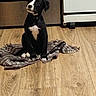 puppy, dog, black_and_white, sitting, indoors, kitchen, wood_floor, blanket, tuxedo_pattern, white_chest, white_paws, floppy_ears, pet, animal, portrait, home, appliance, floor, cute, companion