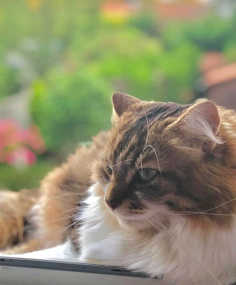 Kity a rejoint le concours — aidez-le/la à gagner de superbes lots ! carnivore, cat, fawn, felidae, fur, liver, mammal, small_to_medium_sized_cats, snout, terrestrial_animal, whiskers