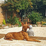 Anubis joined the competition — help win amazing prizes! brown_dog, buddha, calm, collar, decor, dog, fence, garden, nature, outdoor, patterned_rug, peaceful, plants, relaxing, resting, rocks, serene, shrubbery, statue, sunlight