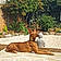 Anubis