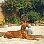 brown_dog, buddha, calm, collar, decor, dog, fence, garden, nature, outdoor, patterned_rug, peaceful, plants, relaxing, resting, rocks, serene, shrubbery, statue, sunlight
