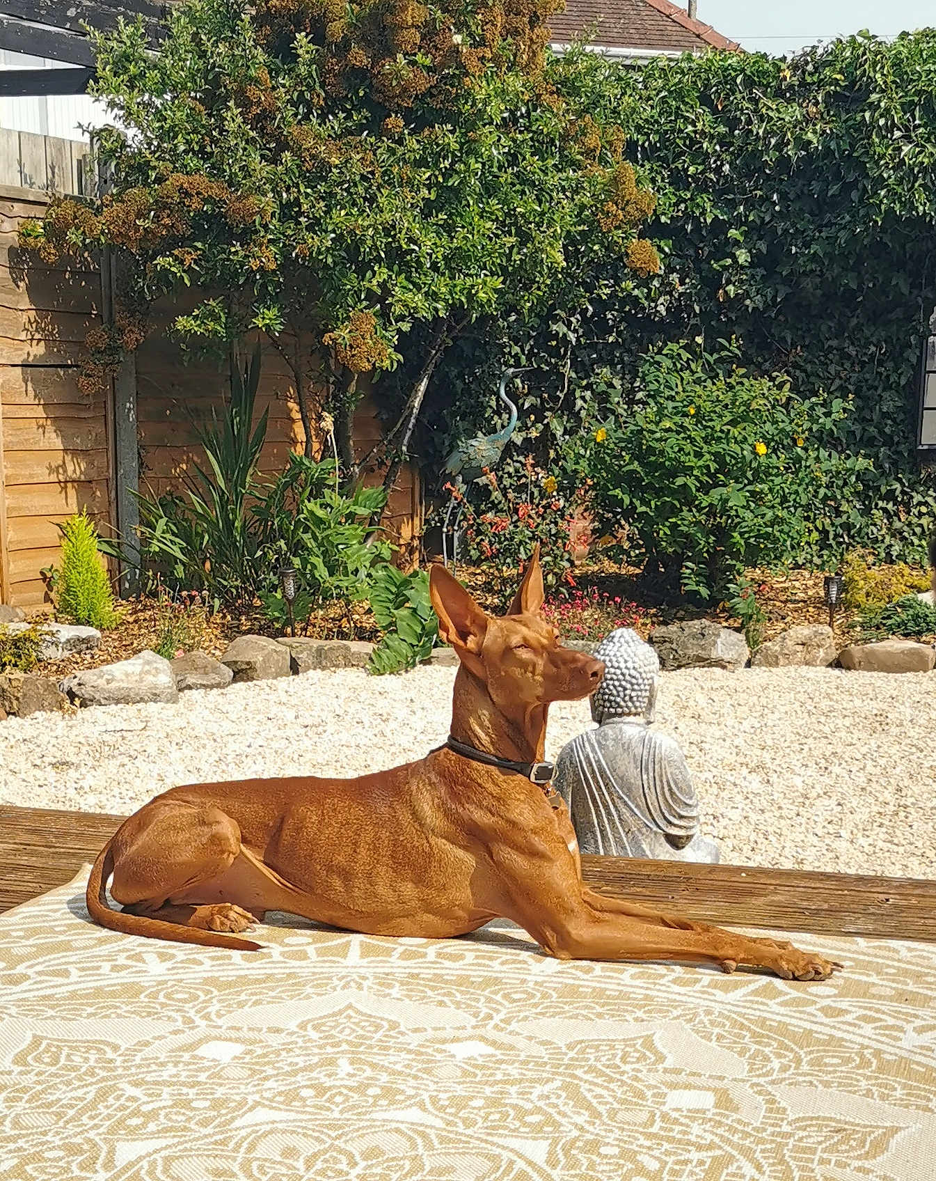 Anubis joined the competition — help win amazing prizes! brown_dog, buddha, calm, collar, decor, dog, fence, garden, nature, outdoor, patterned_rug, peaceful, plants, relaxing, resting, rocks, serene, shrubbery, statue, sunlight